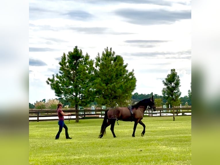 Fries paard Ruin 6 Jaar 163 cm Zwart in Johnston