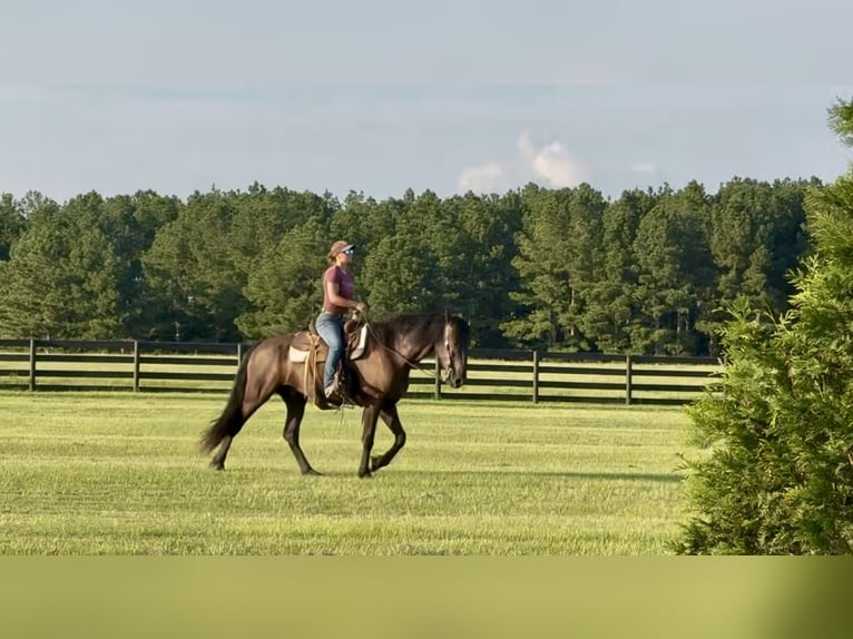 Fries paard Ruin 6 Jaar 163 cm Zwart in Johnston