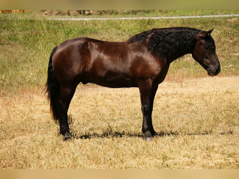 Fries paard Mix Ruin 6 Jaar 163 cm Zwart in Fresno