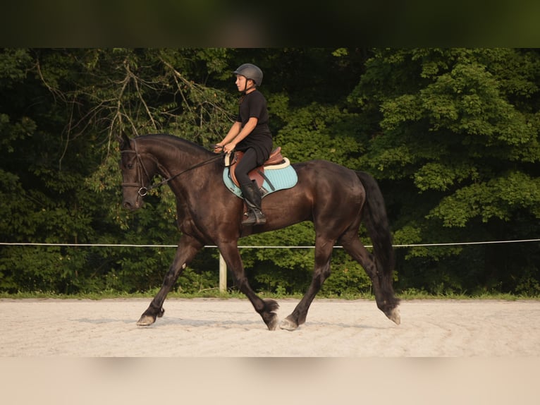 Fries paard Mix Ruin 6 Jaar 163 cm Zwart in Fresno