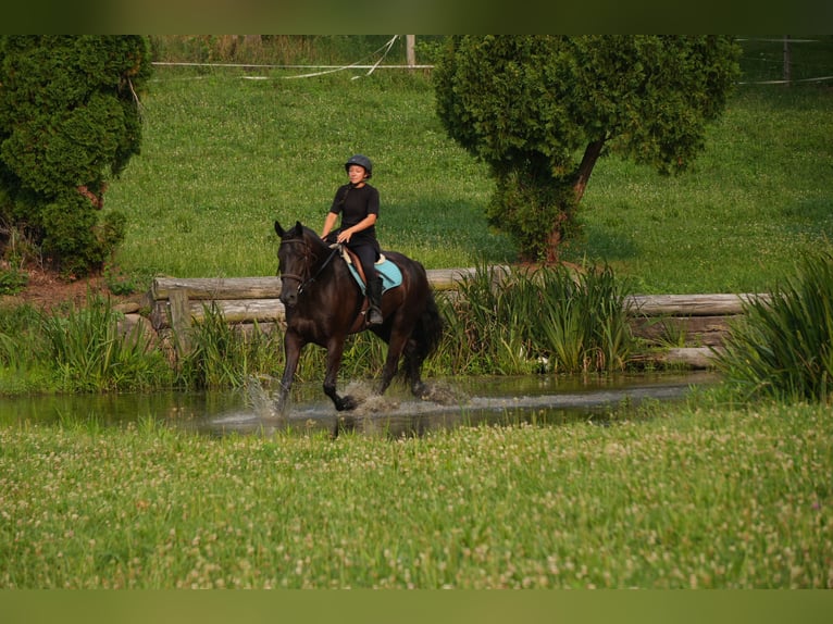 Fries paard Mix Ruin 6 Jaar 163 cm Zwart in Fresno