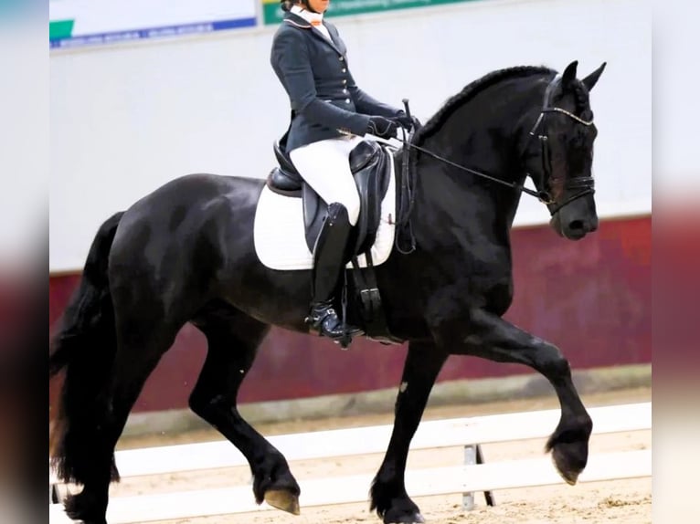 Fries paard Ruin 6 Jaar 163 cm Zwart in New York