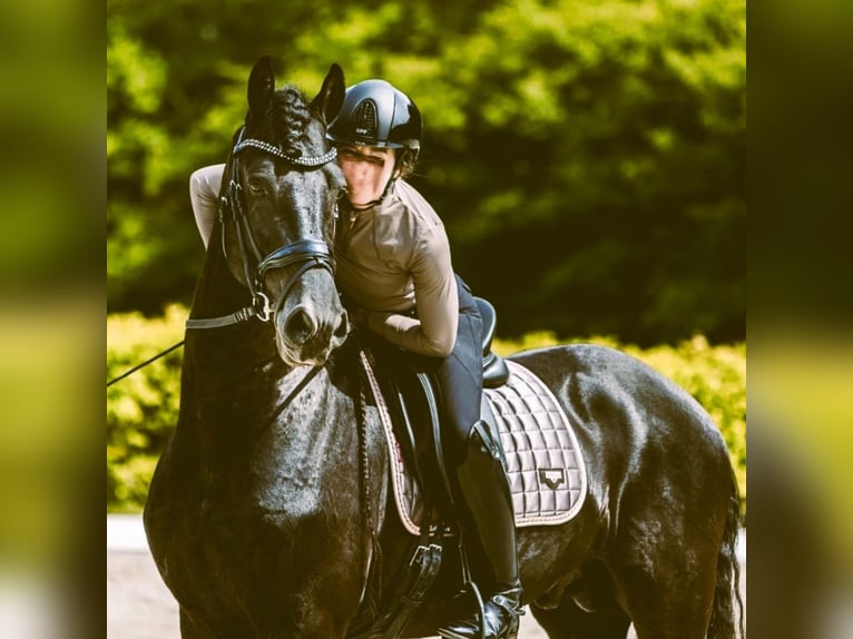 Fries paard Ruin 6 Jaar 163 cm Zwart in New York