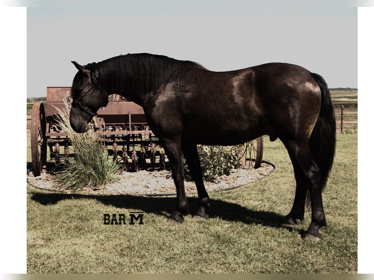 Fries paard Ruin 6 Jaar 163 cm Zwart in Windom MN