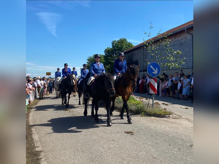 Fries paard Mix Ruin 6 Jaar 165 cm Bruin in K&#xF6;stendorf