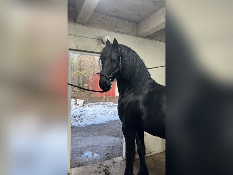 Fries paard Ruin 6 Jaar 165 cm Grullo in Sölvesborg