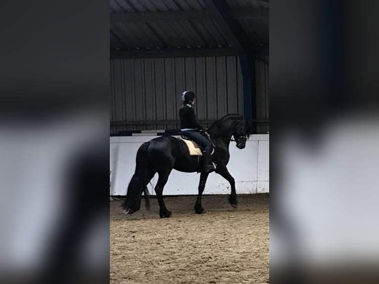 Fries paard Ruin 6 Jaar 165 cm Grullo in Sölvesborg