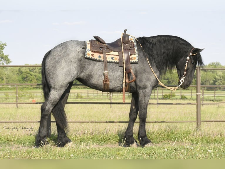 Fries paard Ruin 6 Jaar 165 cm Roan-Blue in Oelwein IA