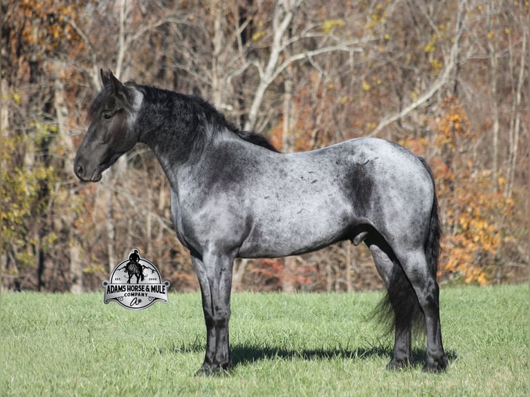 Fries paard Mix Ruin 6 Jaar 165 cm Roan-Blue in Mount Vernon