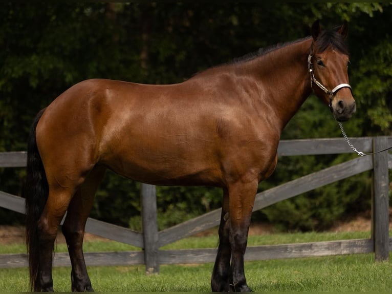 Fries paard Ruin 6 Jaar 165 cm Roodbruin in Bovina MS