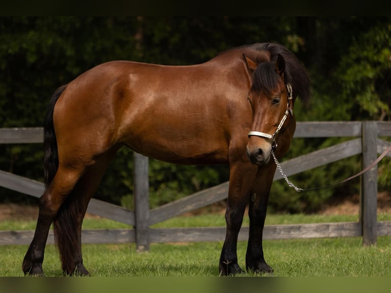 Fries paard Ruin 6 Jaar 165 cm Roodbruin in Bovina MS