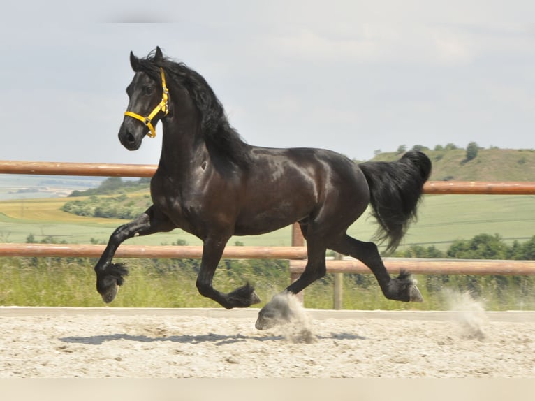 Fries paard Ruin 6 Jaar 165 cm Zwart in Ochtendung