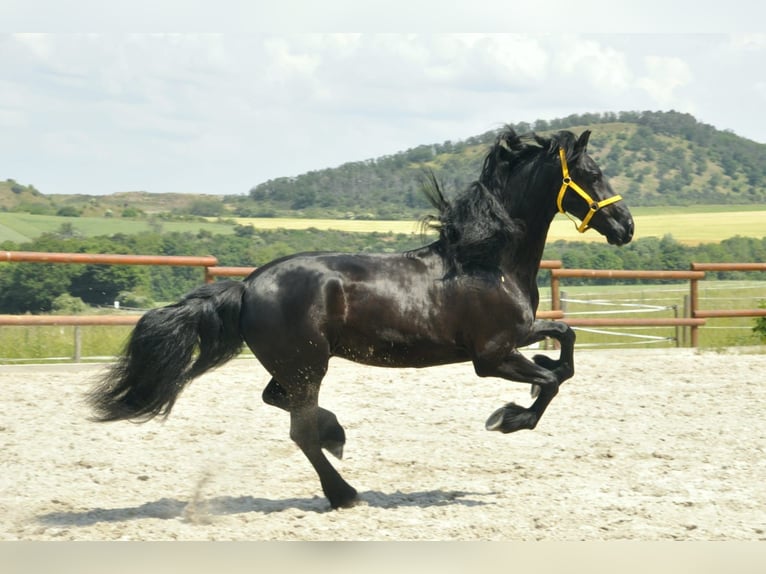 Fries paard Ruin 6 Jaar 165 cm Zwart in Ochtendung