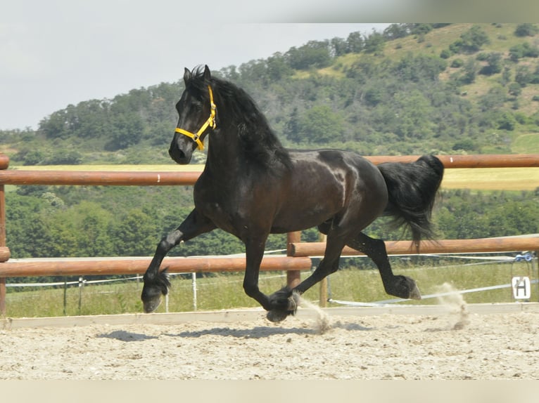 Fries paard Ruin 6 Jaar 165 cm Zwart in Ochtendung