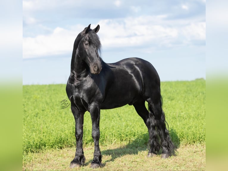 Fries paard Ruin 6 Jaar 165 cm Zwart in FAIRBANK, IA