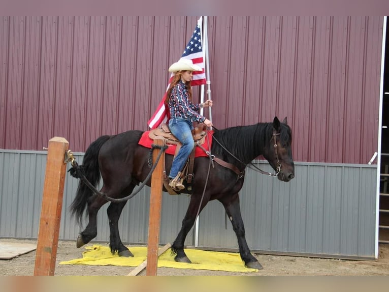 Fries paard Ruin 6 Jaar 165 cm Zwart in Howell, MI