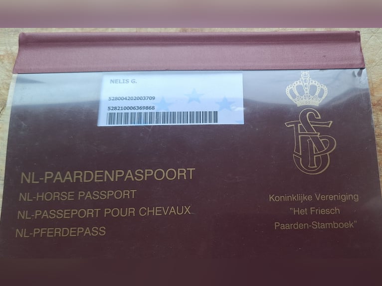 Fries paard Ruin 6 Jaar 167 cm Zwart in Wouwse Plantage