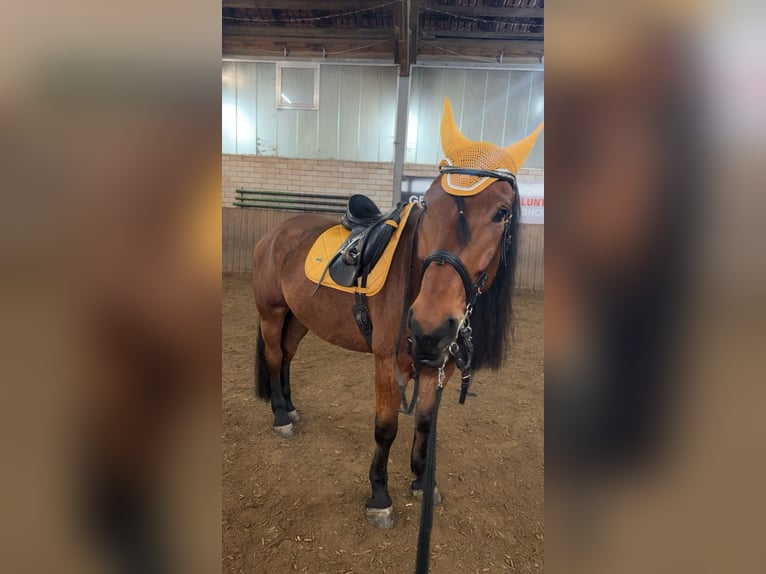 Fries paard Mix Ruin 6 Jaar 168 cm Bruin in Wiesau