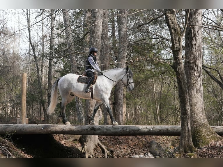 Fries paard Mix Ruin 6 Jaar 168 cm Schimmel in Clover