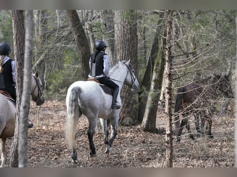 Fries paard Mix Ruin 6 Jaar 168 cm Schimmel in Clover