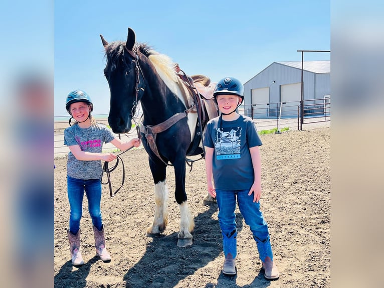 Fries paard Ruin 6 Jaar 168 cm Tobiano-alle-kleuren in Bismark ND