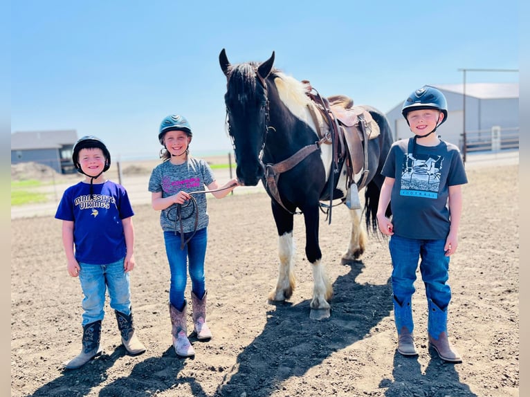 Fries paard Ruin 6 Jaar 168 cm Tobiano-alle-kleuren in Bismark ND