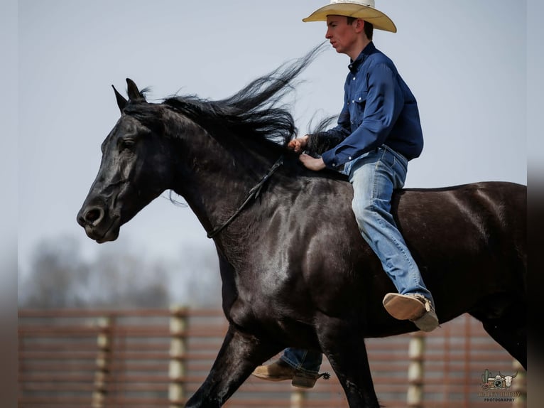 Fries paard Mix Ruin 6 Jaar 168 cm Zwart in Auburn