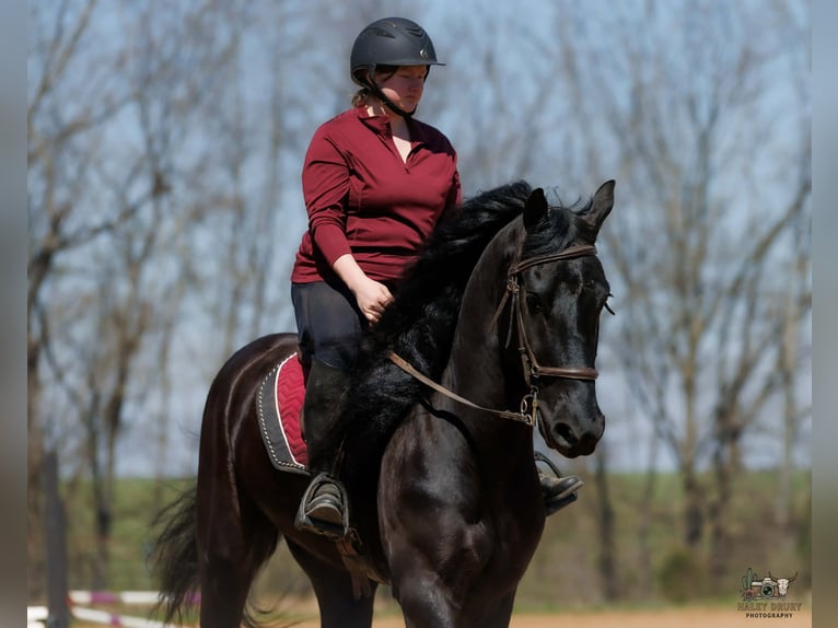 Fries paard Mix Ruin 6 Jaar 168 cm Zwart in Auburn