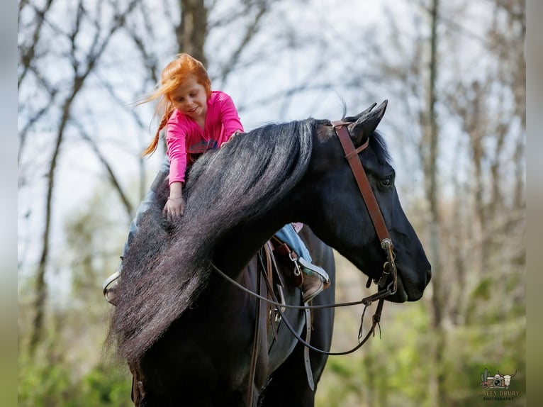 Fries paard Mix Ruin 6 Jaar 168 cm Zwart in Auburn