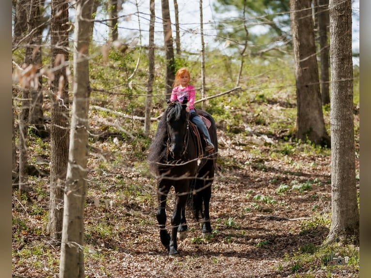 Fries paard Mix Ruin 6 Jaar 168 cm Zwart in Auburn