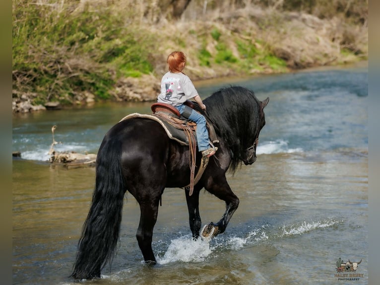 Fries paard Mix Ruin 6 Jaar 168 cm Zwart in Auburn
