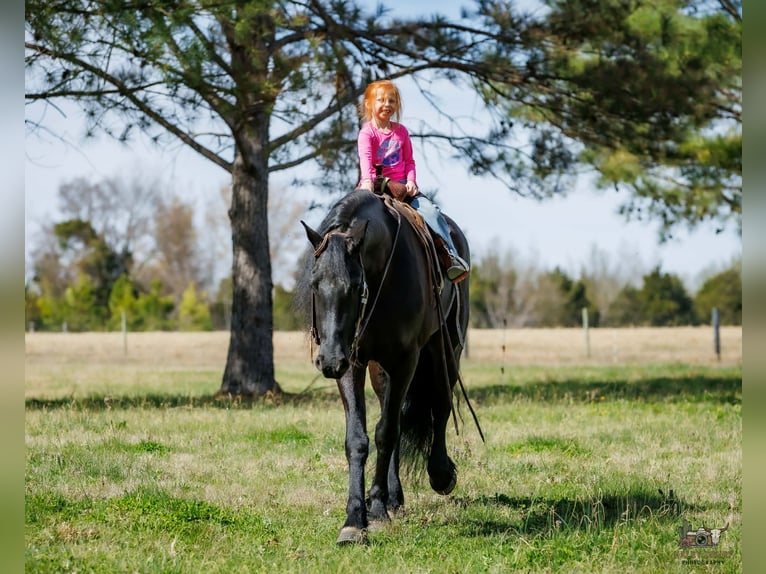 Fries paard Mix Ruin 6 Jaar 168 cm Zwart in Auburn
