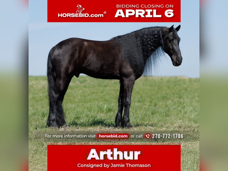 Fries paard Mix Ruin 6 Jaar 168 cm Zwart in Auburn