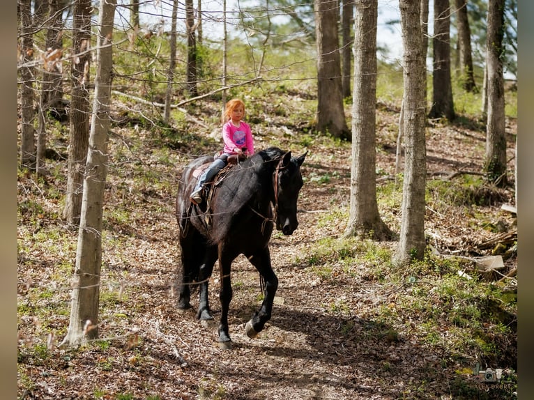 Fries paard Mix Ruin 6 Jaar 168 cm Zwart in Auburn