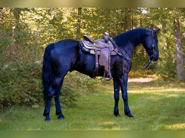Fries paard Ruin 6 Jaar 168 cm Zwart in Middleboro
