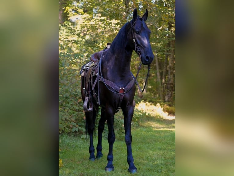Fries paard Ruin 6 Jaar 168 cm Zwart in Middleboro