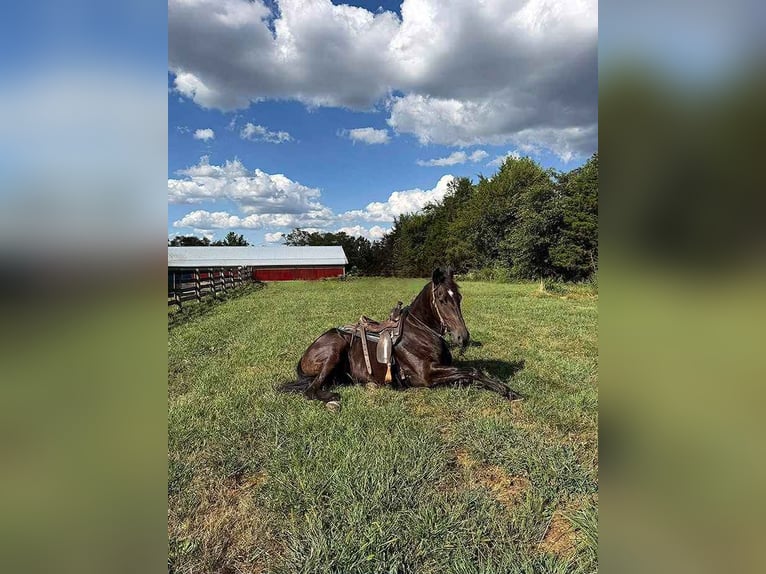 Fries paard Ruin 6 Jaar 170 cm Zwart in Moscow OH
