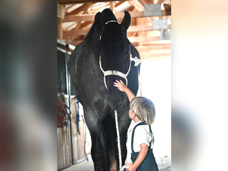 Fries paard Ruin 6 Jaar 173 cm Roan-Blue in Fairbank IA