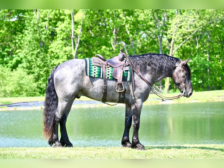 Fries paard Ruin 6 Jaar 173 cm Roan-Blue in Fairbank IA