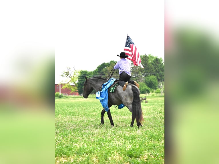 Fries paard Ruin 6 Jaar 173 cm Roan-Blue in Fairbank IA