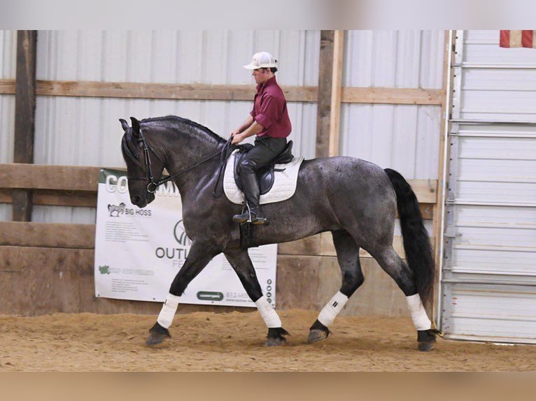 Fries paard Ruin 6 Jaar 173 cm Roan-Blue in Fairbank IA