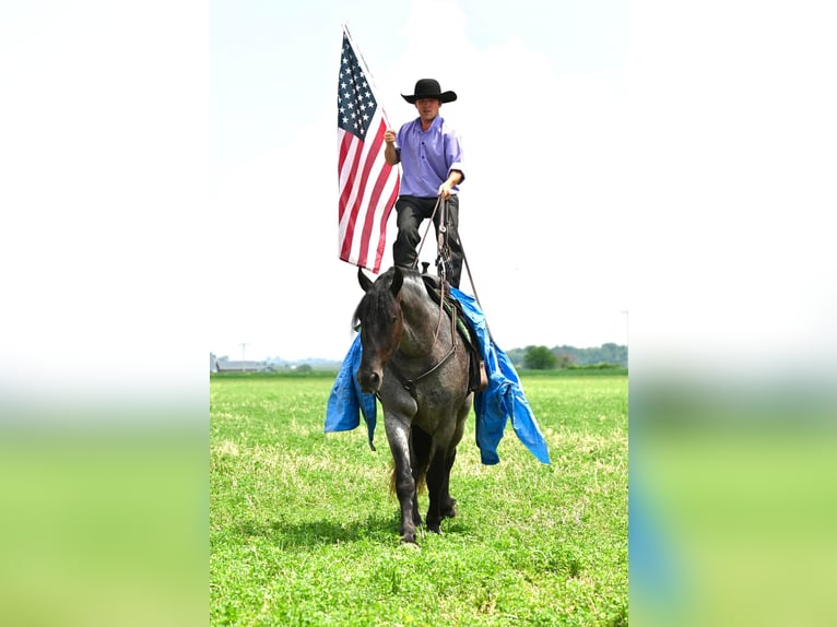 Fries paard Ruin 6 Jaar 173 cm Roan-Blue in Fairbank IA