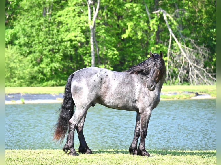 Fries paard Ruin 6 Jaar 173 cm Roan-Blue in Fairbank IA