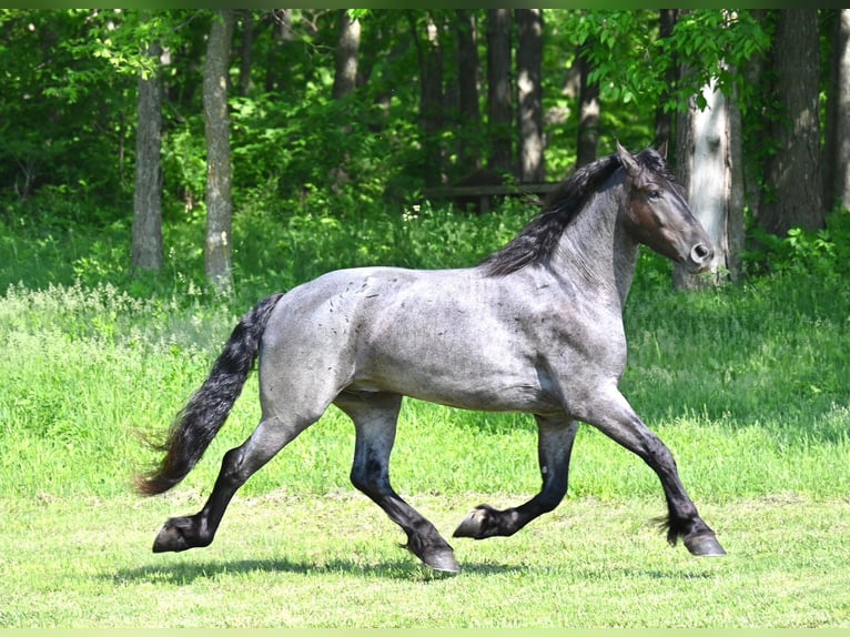 Fries paard Ruin 6 Jaar 173 cm Roan-Blue in Fairbank IA