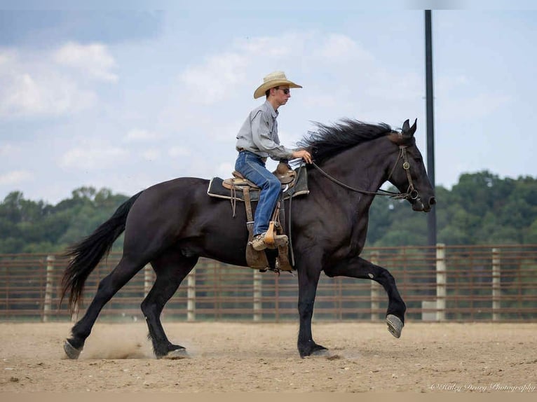 Fries paard Ruin 6 Jaar 175 cm Zwart in Auburn
