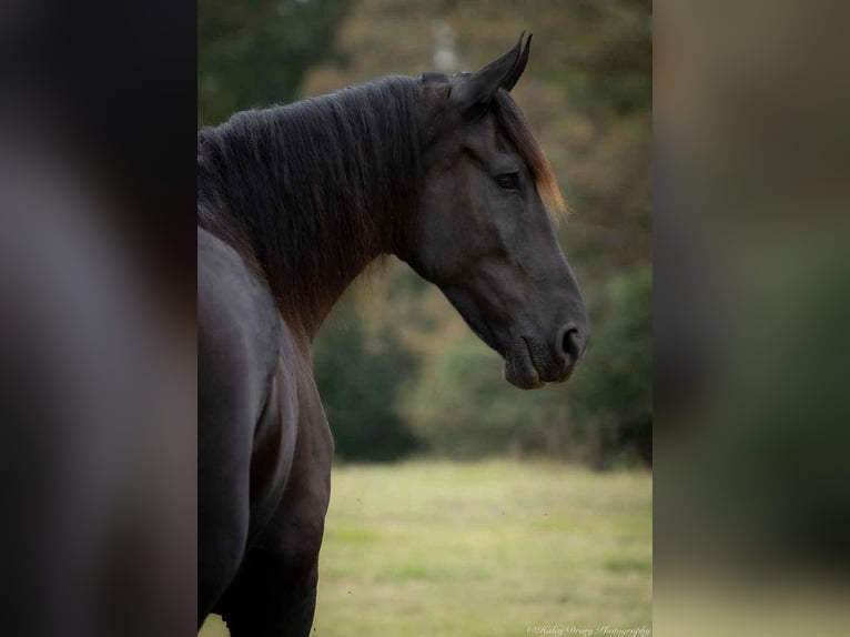 Fries paard Ruin 6 Jaar 175 cm Zwart in Auburn