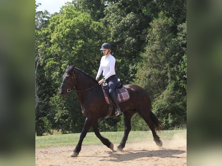 Fries paard Ruin 6 Jaar 175 cm Zwart in Auburn