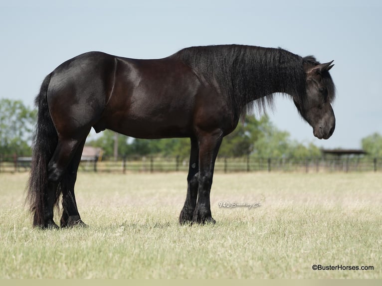 Fries paard Ruin 6 Jaar 175 cm Zwart in Weatherford TX