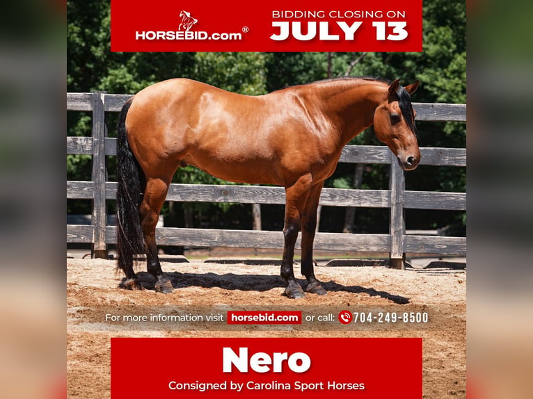 Fries paard Mix Ruin 6 Jaar Buckskin in Clover