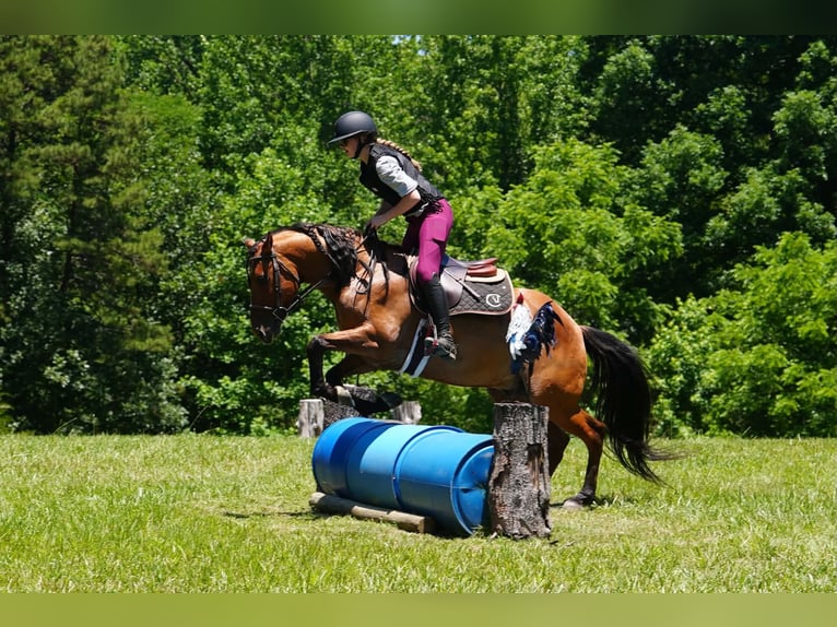 Fries paard Mix Ruin 6 Jaar Buckskin in Clover